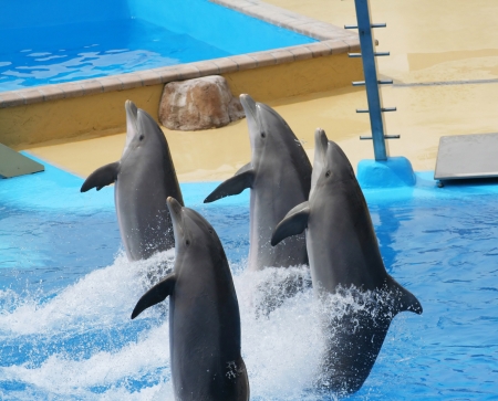 dolphins jumping somewhere in Spainの写真素材