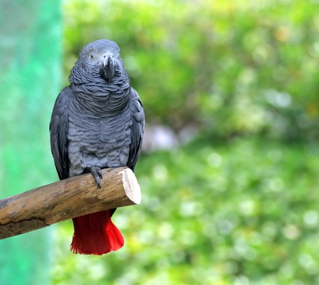 parrotの写真素材