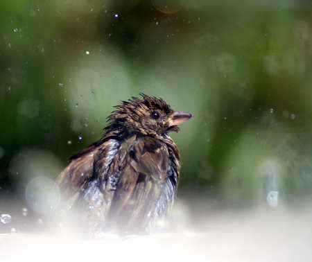 a small sparrow which takes a shower
