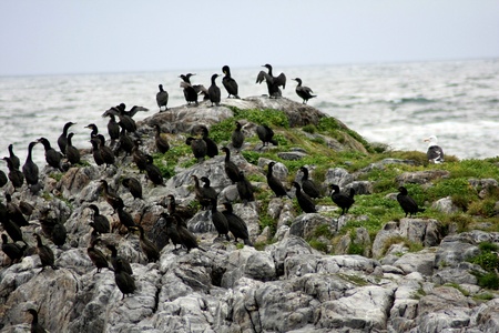 A flock of black birds on the cliffの写真素材