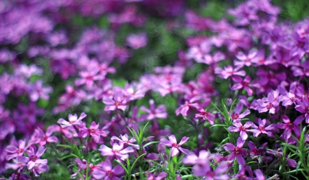 violet flowersの写真素材