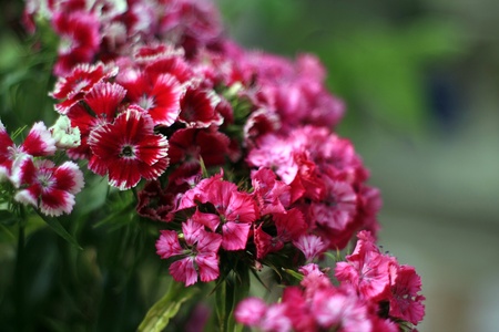 red flowers