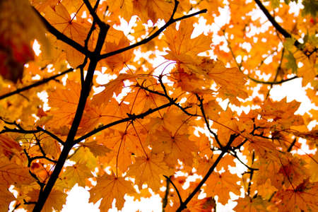 Colorful background of autumn leaves