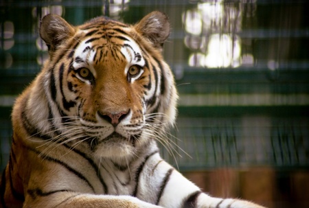 A rare endangered Siberian Tiger resting 