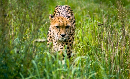 Cheetah