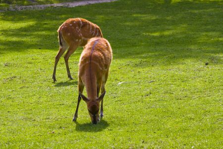 Sitatunga  Tragelaphus spekii, spekeii, speki の写真素材