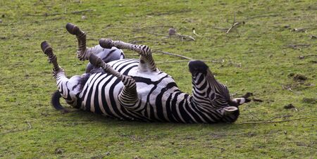 zebrasの写真素材