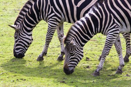Zebrasの写真素材
