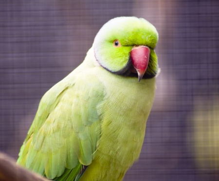 A close up shot of a green parrot