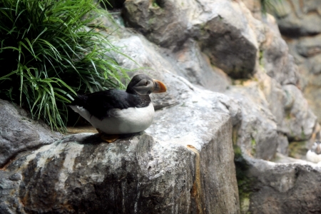 puffinのeditorial素材