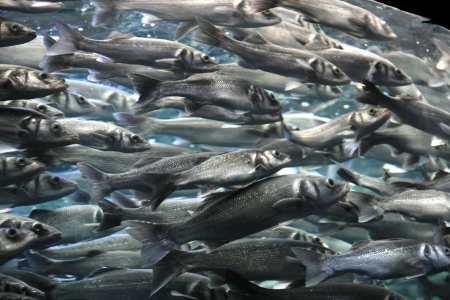 A school of striped Mackerel feeding in the Red Sea, Egyptのeditorial素材