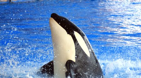 Orca or Killer Whaleの写真素材