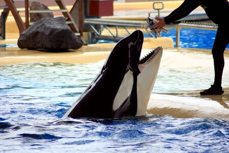Orca or Killer Whaleの写真素材