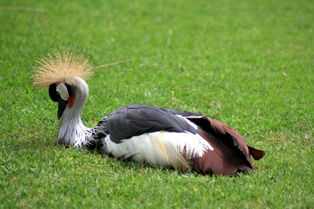 balearicaのeditorial素材