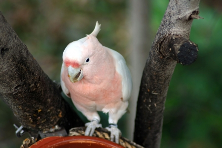 White parrot - cockatooのeditorial素材