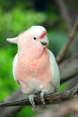 White parrot - cockatooのeditorial素材