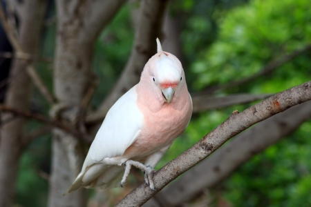 White parrot - cockatooのeditorial素材