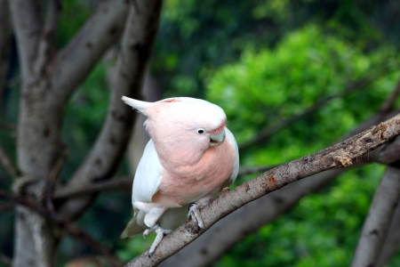 White parrot - cockatooのeditorial素材