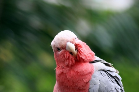Galah, Rose-Breasted Cockatoo  Eolophus roseicapilla  on white background のeditorial素材