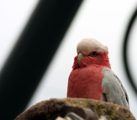 Galah, Rose-Breasted Cockatoo  Eolophus roseicapilla  on white background のeditorial素材