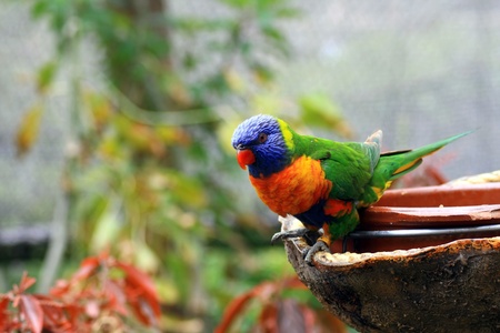 colorful parrot outdoorのeditorial素材