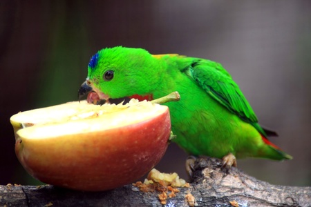 colorful parrot outdoorのeditorial素材