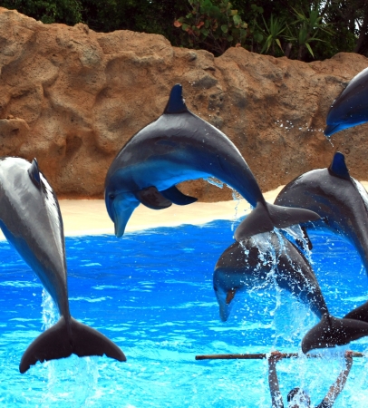 dolphins jumping somewhere in Spainの写真素材