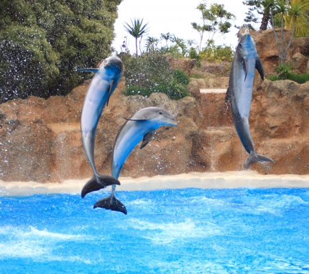 dolphins jumping somewhere in Spainの写真素材