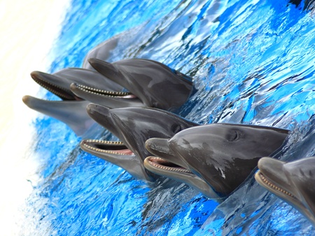 dolphins jumping somewhere in Spainの写真素材