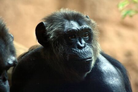 Chimpanzeeのeditorial素材