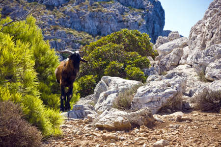 Cape formentor in the coast of mallorca  and the chemtrails on the sky ,balearic islandsの写真素材