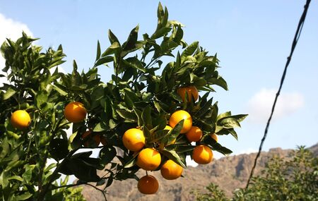 orange trees with fruits on plantationの写真素材