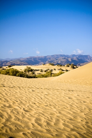 The small but wild desert  Dunas de Maspalomas  in Gran Canaryの写真素材
