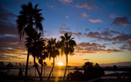 Palm trees silhouette at sunset, Gran Canaria, Spainの写真素材
