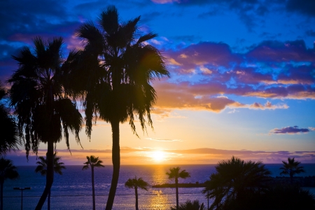 Palm trees silhouette at sunset, Gran Canaria, Spainの写真素材