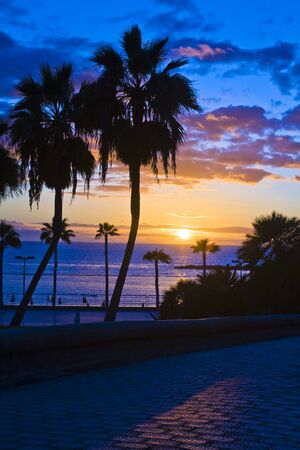 Palm trees silhouette at sunset, Gran Canaria, Spainの写真素材