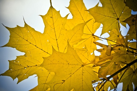 Beautiful autumnal park with colorful maple leaves 