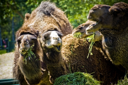 Group of camelsの写真素材