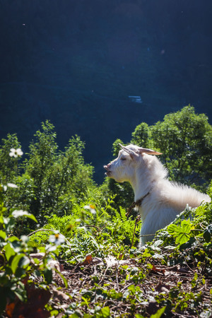 Nice goat with a funny look looking at the cameraの写真素材