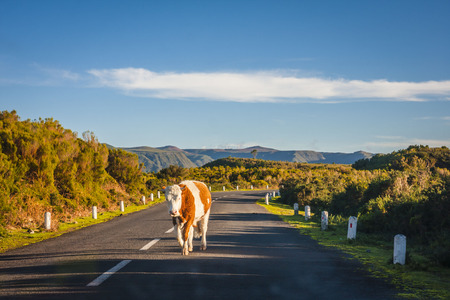 Cow on empty road in Madeiraの写真素材
