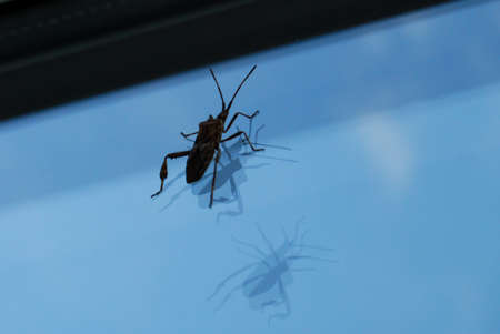 Insect Reflection on Glass Windowの写真素材