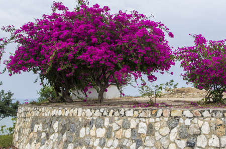 Flowers in full bloom at Khao Takiab Hua Hin Thailandの写真素材