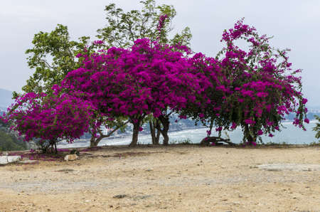 Tree full of magenta coloured flowers at Khao Takiab Hua Hin Thailandの写真素材