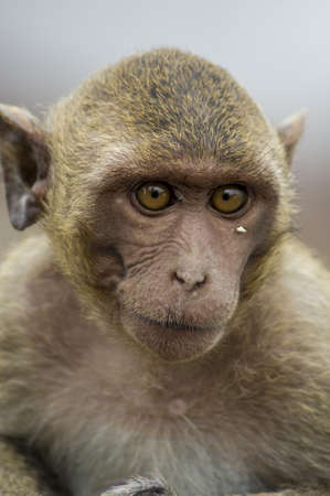 Brown eyes of a macaque staringの写真素材