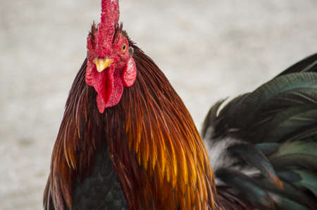 Beautiful black   gold Cock at Khao Takiab Huan Hin Thailandの写真素材
