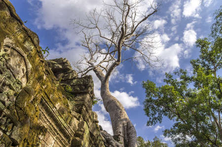 Tall Sprung trees at Ta Prohm temple at Angkor in Siem Reap provinceの写真素材