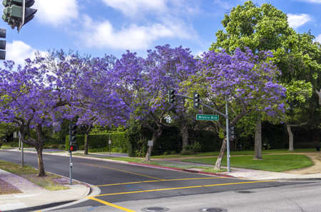 Trees in summer, in full bloom with lilac coloured flowers against a blue sky background の写真素材
