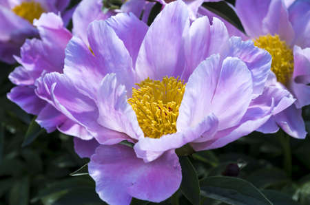 A beautiful Dahlia flowerの写真素材