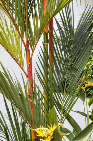 Bamboo grass having orange colour stalksの写真素材