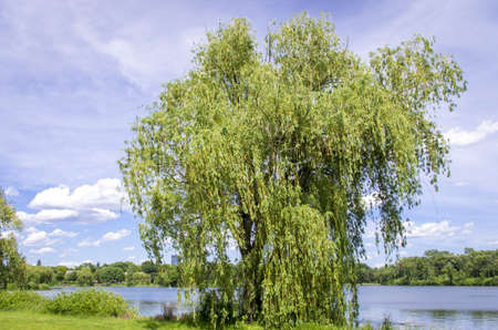 A willow tree on the banks of the Lake of The Islesの写真素材